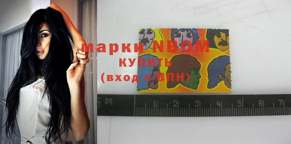сатива Новозыбков